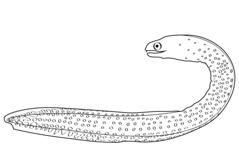 Goldentail Moray Eel (Gymnothorax Miliaris) Coloring Page